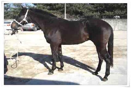 ���۸ƽø� ����