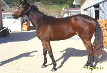 �ε��� (ROAD QUEEN) ����