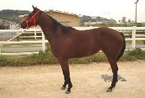 ����̽� (WORLD MISS) ����