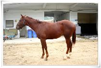 �̱����ͷ��� (EXZACTA RUNNER) ����