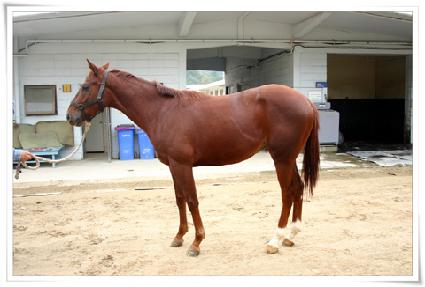 �̱����ͷ��� ����