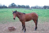 �˽��� (AL THREE) ����