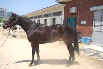 ���Ѽӷ� (MUHAN SONGNYEOK) ����