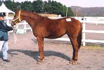 ������� (RED OCEAN) ����