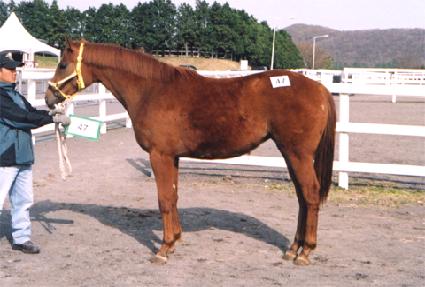 ������� ����