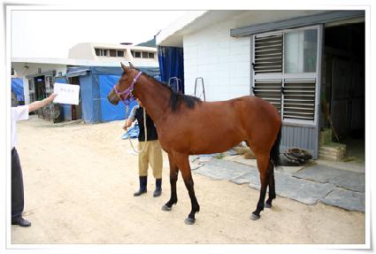 ����ȿ�� ����