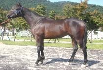 ������ (DOUBLE QUICK) ����