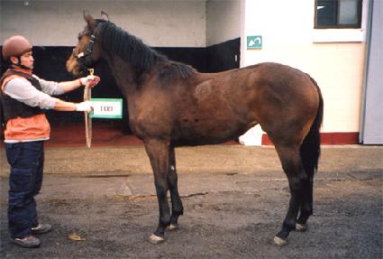 �����̳� ����