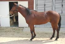 ����� (SARANGMOK) ����