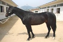 �˰��� (ALGWANYEOK) ����