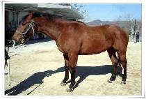 ���� (GOLDENMAN) ����