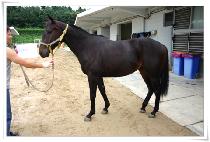 ������ (MIDEUMI) ����