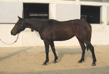 ������ ����