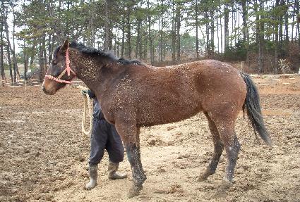 ������ ����