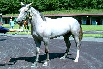 õ�η� (CHEON DU RYONG) ����