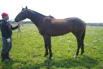 ���ȿ�� (SANGSEUNG HYOGWA) ����