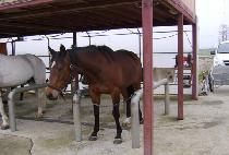 Ʈ��������� (TRICK OF BURNT) ����