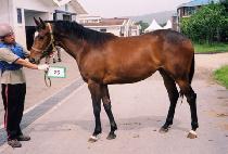 �����ɺ��� (JOSEPHINE BLUE) ����