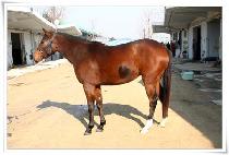 ��Ƽ�÷��� (MULTIPLAY) ����