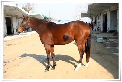 ��Ƽ�÷��� ����