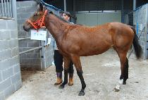 ����� (BISANGHAE) ����