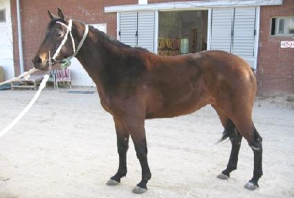 ������ȣ ����