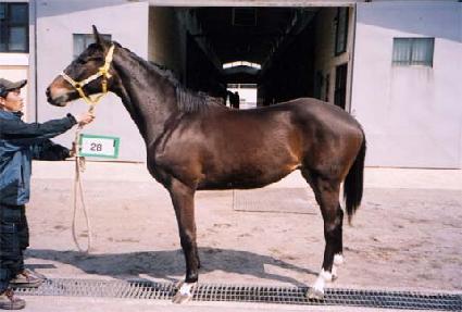 ������� ����