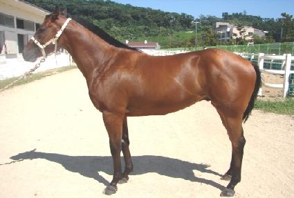 ���������� ����