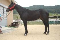 ������ε� (LEGEND LORD) ����