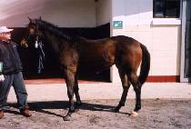 ������ (MUGANAE) ����