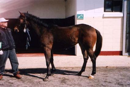 ������ ����