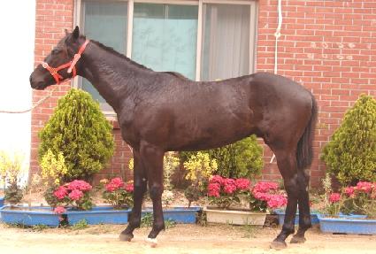 ���ߴ�� ����