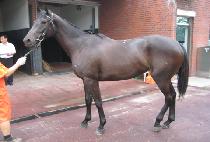 ��������� (SEOUL HERO) ����