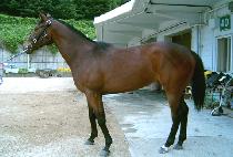 ���ִ��� (CHARMING DANCER) ����