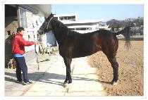 �������� (HANHYEORYUSEONG) ����