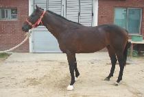 ŷ���̴� (KING RIDER) ����