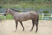 û�� (CHEONGHAM) ����