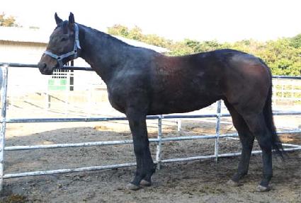 ���̾�Ʈ���� ����