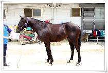 �����̴� (SON SHINGING) ����