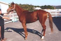 �ε�𷹵� (INDIAN RED) ����