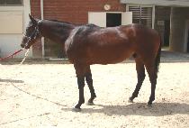 �ö���ȣ�� (FLYING HOPE) ����