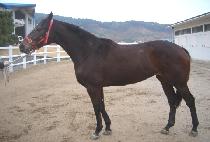 �θ��׽�ũ (ROMANESQUE) ����