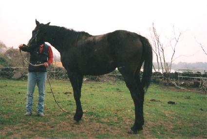 ��ǰ��Ƽ ����