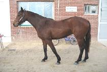 ���н�ȭ (BULPAE SINHWA) ����