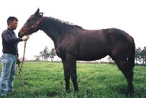 ��ǰ��ġ (MYEONGPUMJANCHI) ����