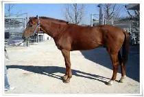 ��Ű��ġ (LUCKY PUNCH) ����