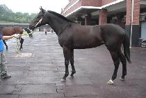 ������� (SARANG TOUR) ����