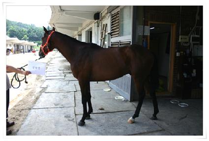 ��Ȳ�� ����