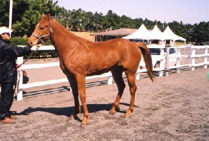 �������� ����