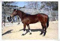 õ��ȭ (CHEON SANG HWA) ����